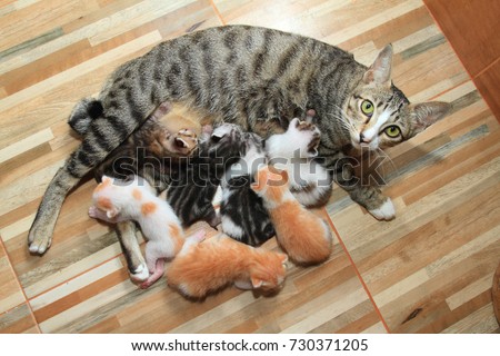 little baby cute kitten breastfeed mom cat wood background