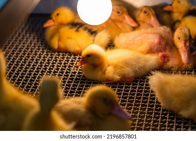 Little Baby Duck Under Warm Lamp