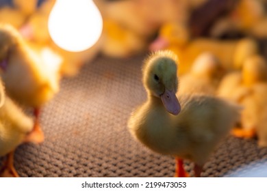 Little Baby Duck Under Warm Lamp