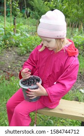 Little baby eating black raspberry berries. Ripe Rubus occidentalis in bucket. Child eating black raspberry and sitting on bench in garden. Little girl tasting black berry