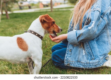 A Little Baby Girl Feeds A Dog From The Palm Of Her Hand In The Park. Friendship Of Children And Pets. Animal Feed. Jack Russell Terrier.