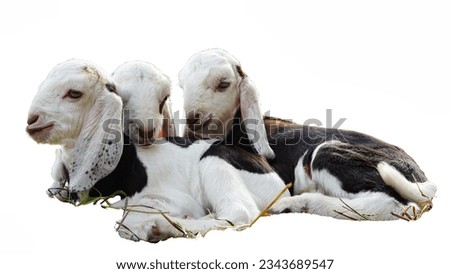 Little baby goat in the farm sleeping on straw. Baby goats sleeping on a hay on animal farm isolate on white background.