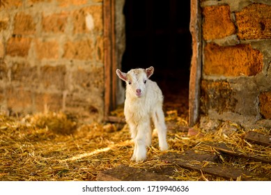 Little Baby Goat  On Farm