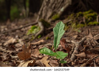 Little Baby Oak Tree In East Texas Woodland Near Canton Texas