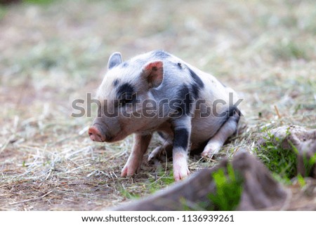 Similar – Junges Minischwein springt lebenslustig in der Natur. Lustiges, süßes, witziges, goldigen Baby Schwein springt zum Neujahr, Silvester, Jahresbeginn, Jahresende, Jahreswechsel. Silvester, Neujahr, Jahreswechsel. Glückwunsch, Freude, Glück, Wünsche, Jubiläum