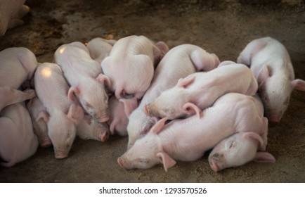 Little baby pigs - Powered by Shutterstock