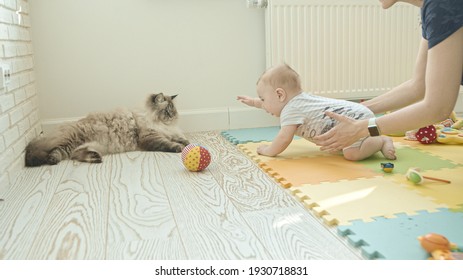 A Little Baby Playing With His Toys And Crawling Closer To The Cat - His Mother Moving Him Away From The Cat