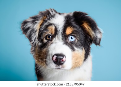 A Little baby puppy Berger Australian on studio blue