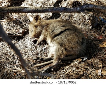 Little Baby Quokka Sleeping In The Shade