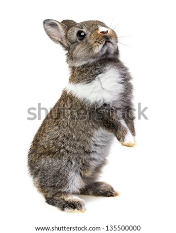 little baby rabbit