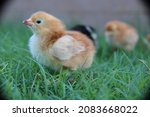 Little baby Rhode Island Red chick posing in the grass with other chicks in background.