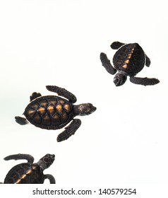Little baby Sea turtles in nursery, Thailand