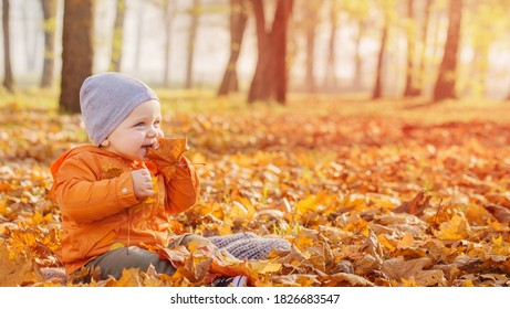 Little Baby In Sunny Autumn Park