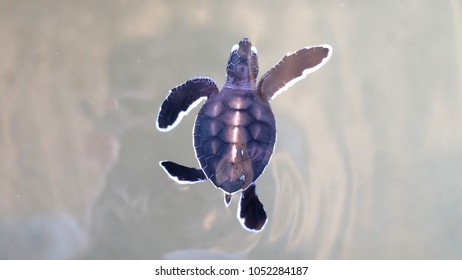 sea turtle small