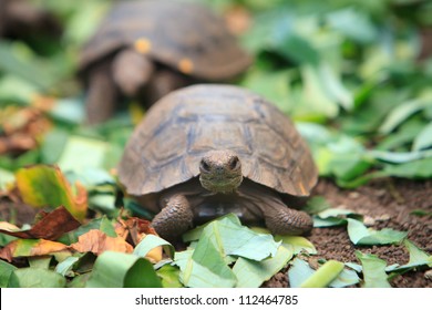 Little Baby Turtle Crawling, Galapagos