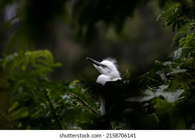 A little baby white heron waiting for its parents in the nest