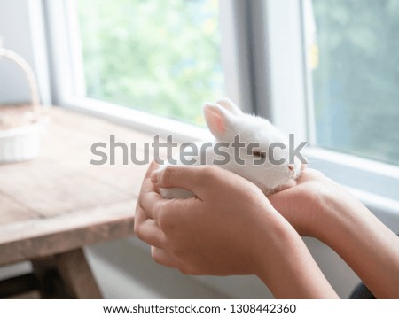 Little baby white rabbit in the woman's hands and blurred background. Caring for baby rabbits.