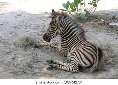 Baby Zebra Images Stock Photos Vectors Shutterstock