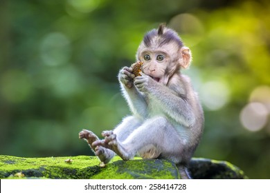 Baby Monkey Hd Stock Images Shutterstock