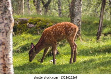 Little Bambi, Red Dear, Young