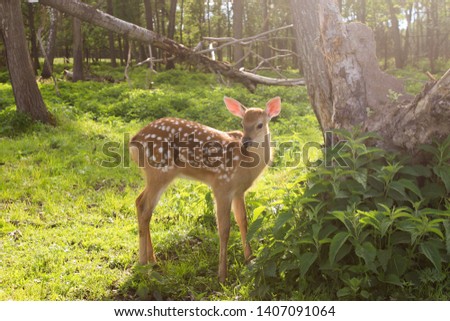  little bambi in summer  forest