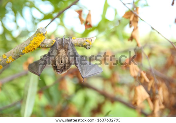 little bat hanging on a tree
branch