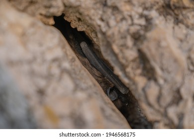 Little bat, hiding, hanging upside down in a rock crevice