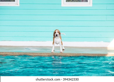 Little Beagle Dog Standing And Prepare To Jump Into The Swimming Pool