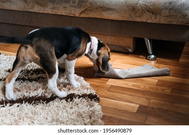 Dog Chew Couch High Res Stock Images Shutterstock