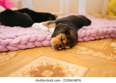 Little Beagle Puppy Fell Asleep Sweetly