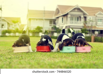 Little Beagles Eating Feed In Dog Bowl