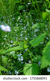 Little Beautiful Blue Flower, Don't Forget Me