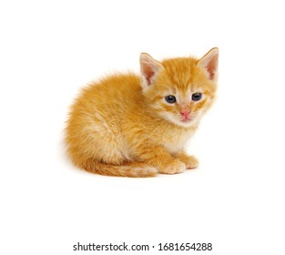 Chaton Fond Blanc Stock Photos Images Photography Shutterstock