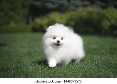 Little beautiful funny white dog German spitz puppy on green grass runs plays and sits