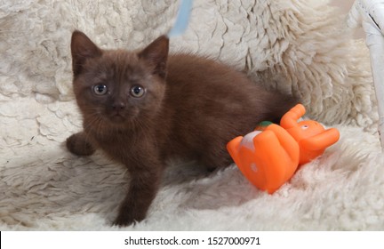 Blink Kittehs Need Friends Little-beautiful-kitten-dark-brown-260nw-1527000971