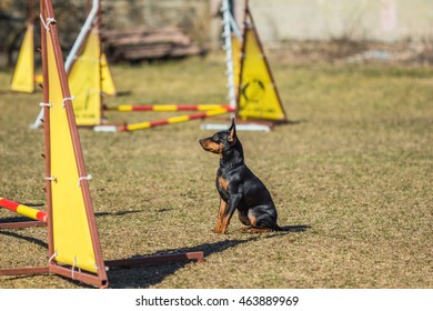 Little Beautiful Pincher Pinscher Sitting In Front Of An Obstacle Course