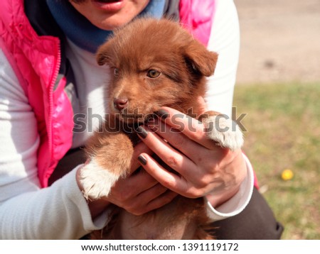 little beautiful red puppy in female hands.