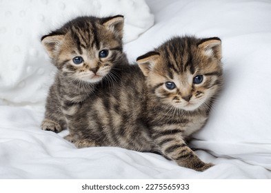 Little beautiful tabby kittens are sitting on
white bed and look at the camera.Postcard concept,copy space.Two small striped kittens sit hugging each other on the bed at home in a white blanket, cute  - Shutterstock ID 2275565933