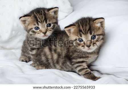 Little beautiful tabby kittens are sitting on
white bed and look at the camera.Postcard concept,copy space.Two small striped kittens sit hugging each other on the bed at home in a white blanket, cute 