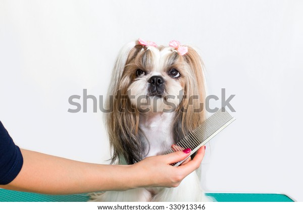 Shih tzu 2025 grooming brush