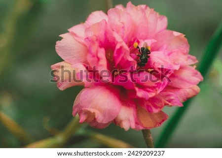 Little bee full of pollen on beautiful pink flower