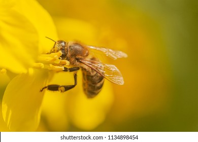 Little bee on yellow rapeseed