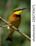 Little bee-eater faces right on thin branch