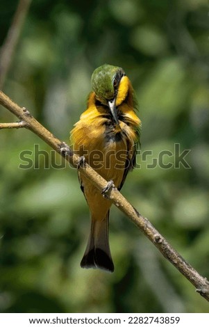 Little bee-eater grooms itself on thin branch