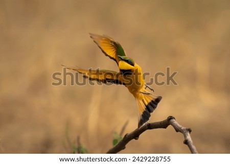 Little bee-eater takes off from curved twig