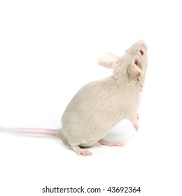 little beige mouse looking on something on white background