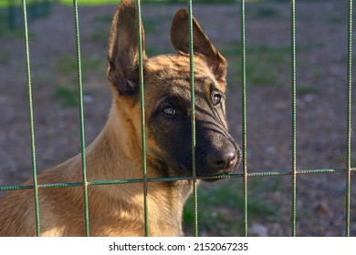 Little Belgian Shepherd Puppy. Sad Puppy In A Cage.