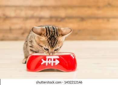 little bengal kitten drinking milk from a bowl