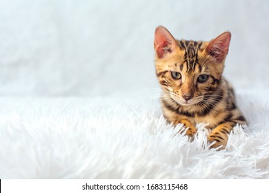 Chat Du Bengale High Res Stock Images Shutterstock