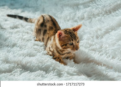 Little Bengal kitty laying on the white background. Copy space.